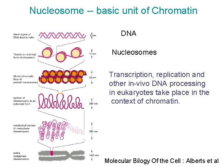 Nucleosome -- basic unit of Chromatin DNA Nucleosomes Transcription, replication and other in-vivo DNA