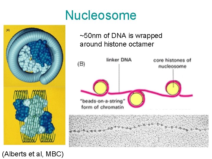 Nucleosome ~50 nm of DNA is wrapped around histone octamer (Alberts et al, MBC)