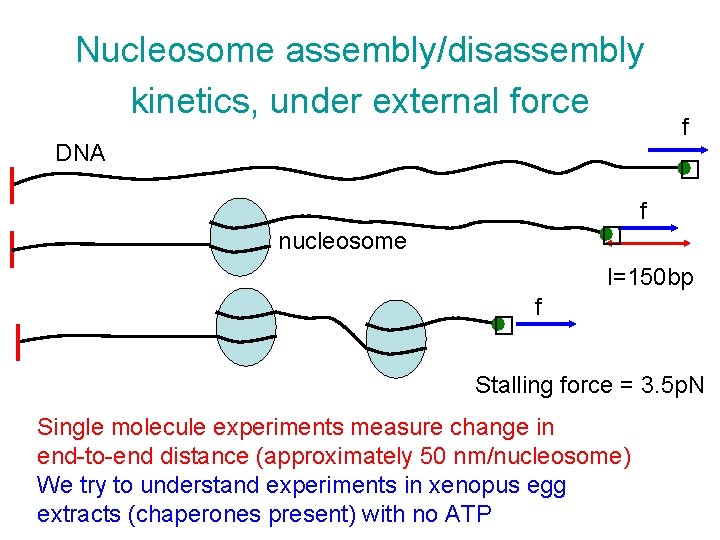 Nucleosome assembly/disassembly kinetics, under external force DNA f � � nucleosome f l=150 bp