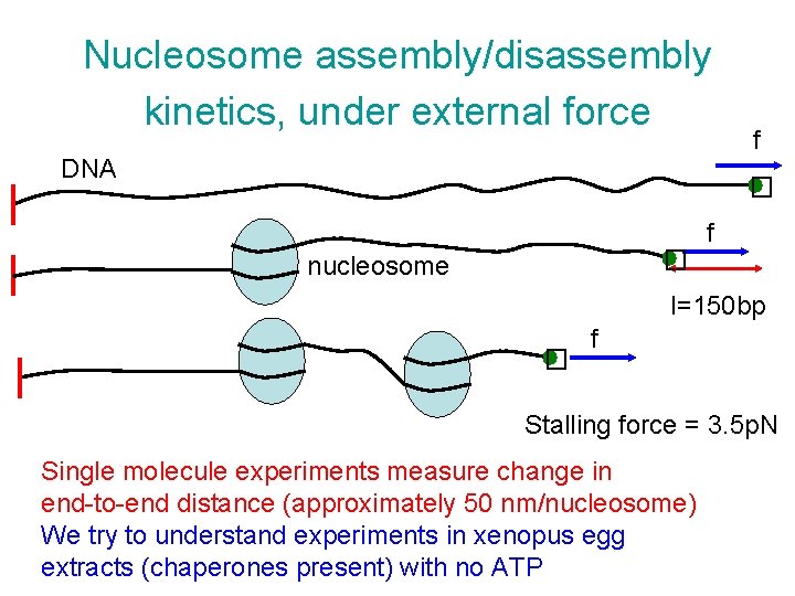 Nucleosome assembly/disassembly kinetics, under external force DNA f � � nucleosome f l=150 bp Nucleosome assembly/disassembly kinetics, under external force DNA f � � nucleosome f l=150 bp