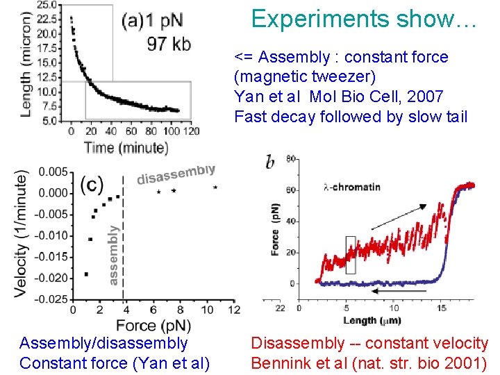 Experiments show… <= Assembly : constant force (magnetic tweezer) Yan et al Mol Bio