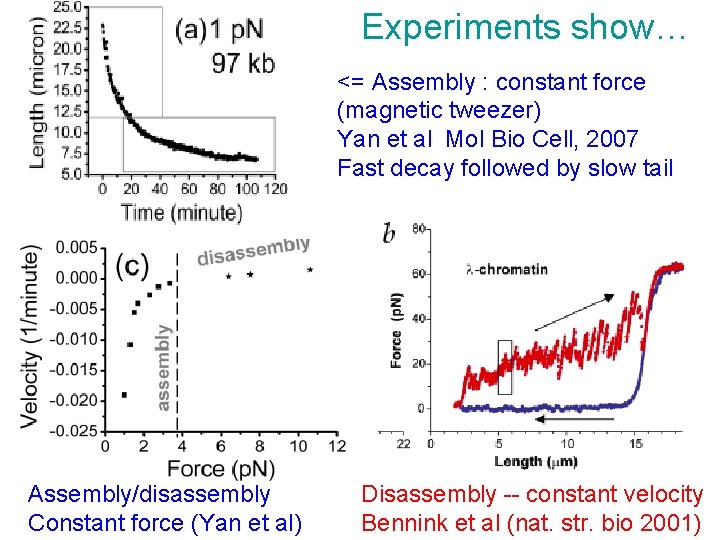 Experiments show… <= Assembly : constant force (magnetic tweezer) Yan et al Mol Bio Experiments show… <= Assembly : constant force (magnetic tweezer) Yan et al Mol Bio