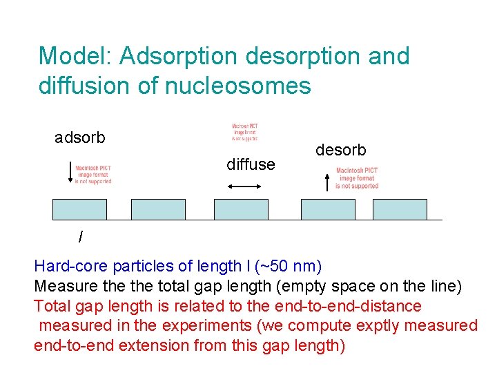 Model: Adsorption desorption and diffusion of nucleosomes adsorb diffuse desorb l Hard-core particles of