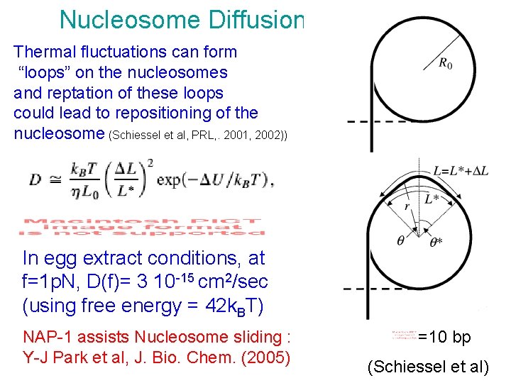 Nucleosome Diffusion Thermal fluctuations can form “loops” on the nucleosomes and reptation of these
