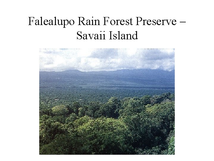 Falealupo Rain Forest Preserve – Savaii Island 