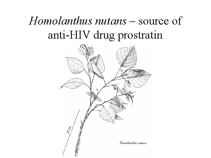 Homolanthus nutans – source of anti-HIV drug prostratin 