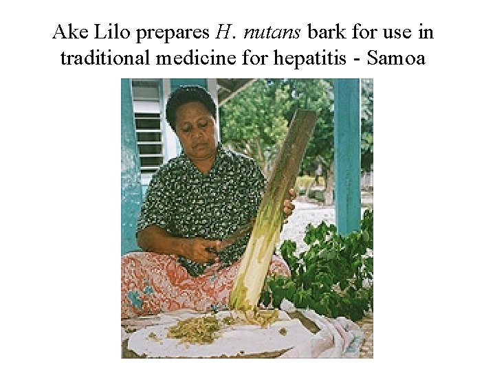 Ake Lilo prepares H. nutans bark for use in traditional medicine for hepatitis -
