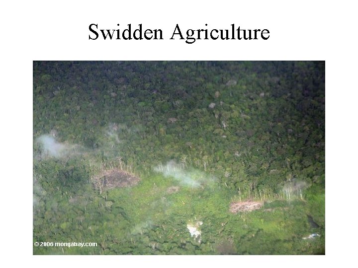 Swidden Agriculture 