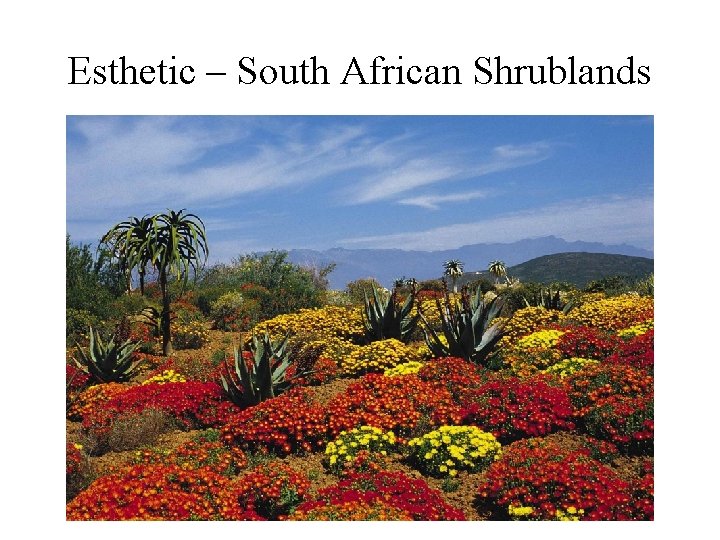 Esthetic – South African Shrublands 