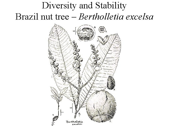 Diversity and Stability Brazil nut tree – Bertholletia excelsa 