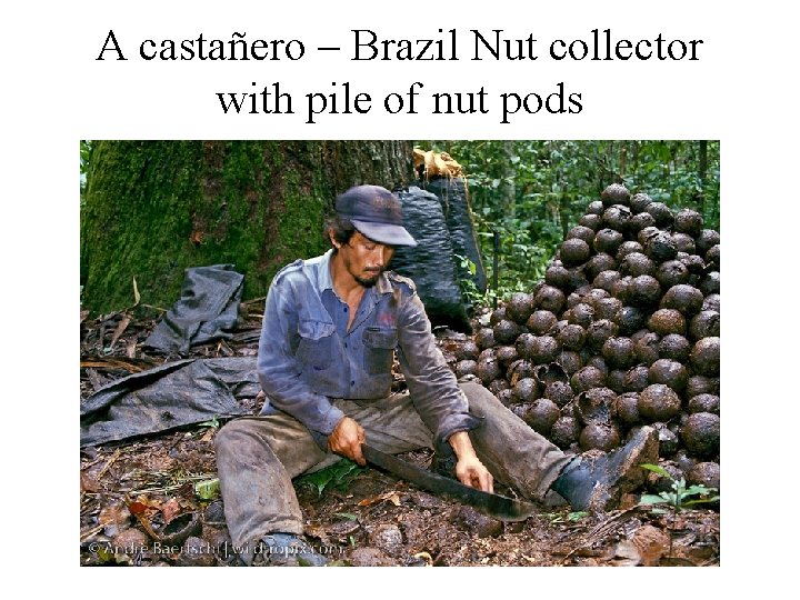 A castañero – Brazil Nut collector with pile of nut pods 