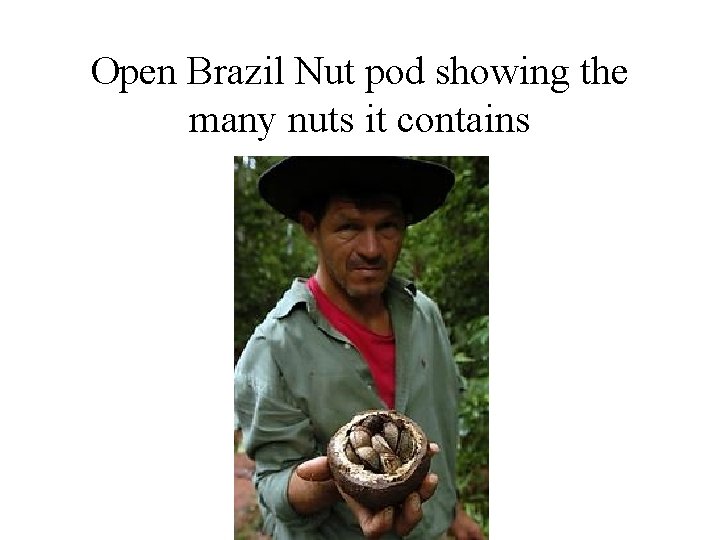 Open Brazil Nut pod showing the many nuts it contains 