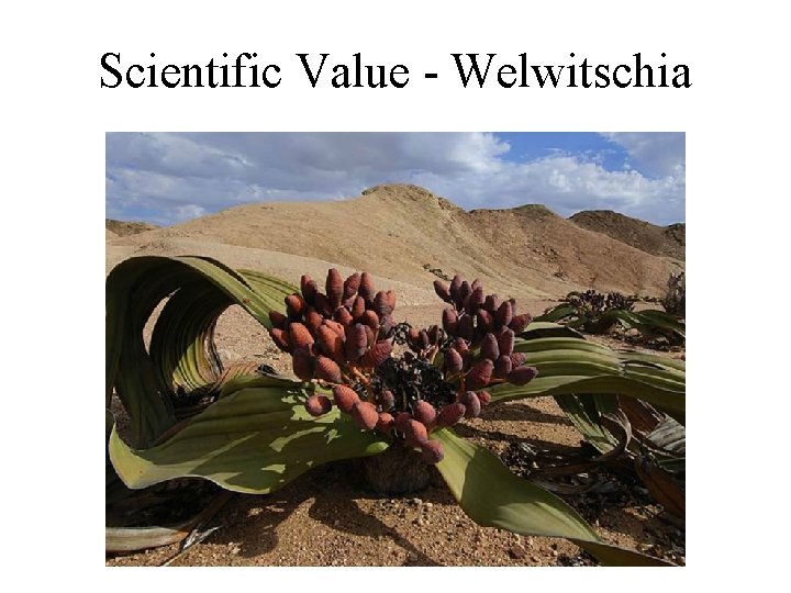 Scientific Value - Welwitschia 