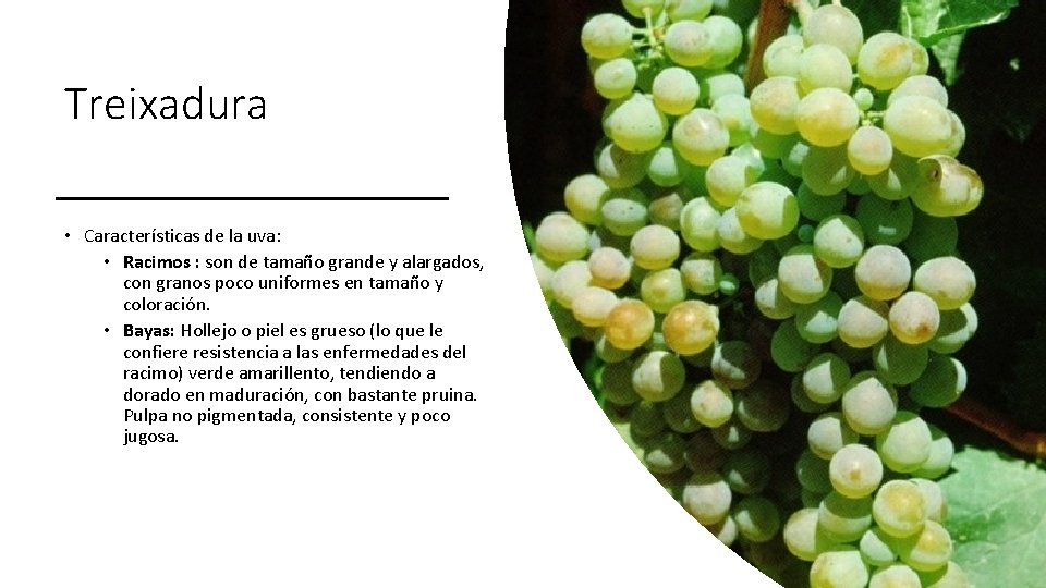 Treixadura • Características de la uva: • Racimos : son de tamaño grande y