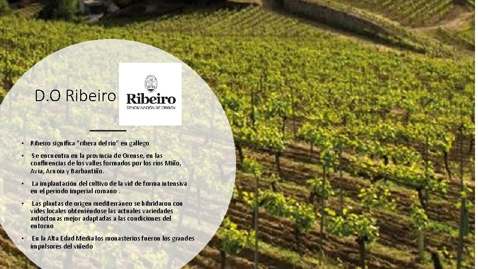 D. O Ribeiro • Ribeiro significa "ribera del río" en gallego • Se encuentra
