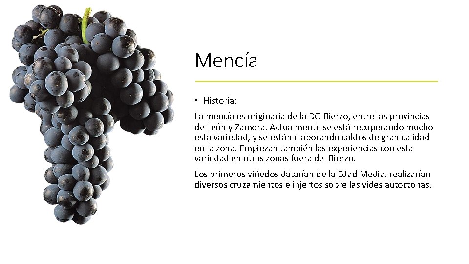 Mencía • Historia: La mencía es originaria de la DO Bierzo, entre las provincias