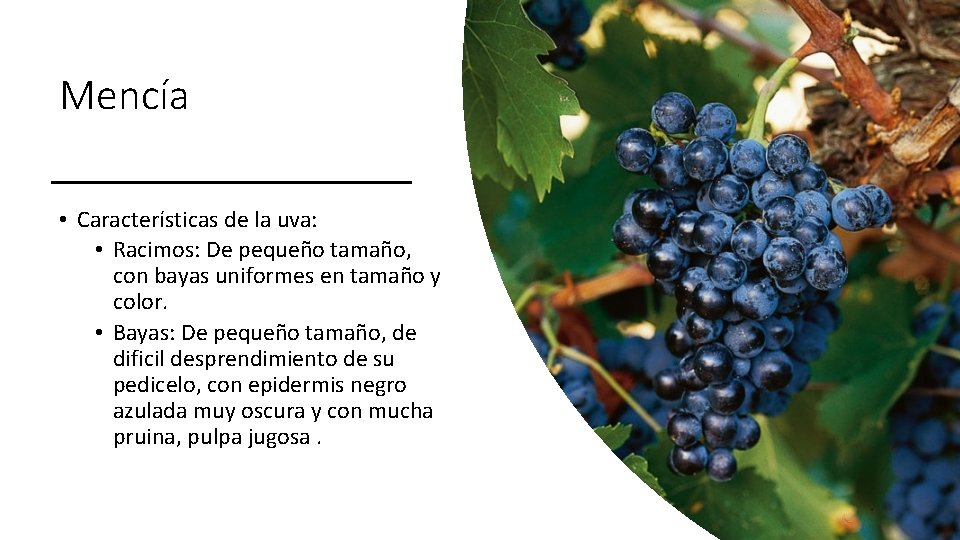 Mencía • Características de la uva: • Racimos: De pequeño tamaño, con bayas uniformes