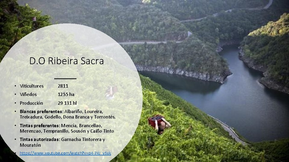 D. O Ribeira Sacra • Viticultores 2811 • Viñedos 1255 ha • Producción 29