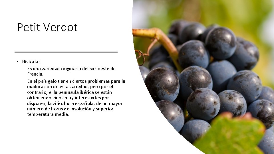 Petit Verdot • Historia: Es una variedad originaria del sur-oeste de Francia. En el