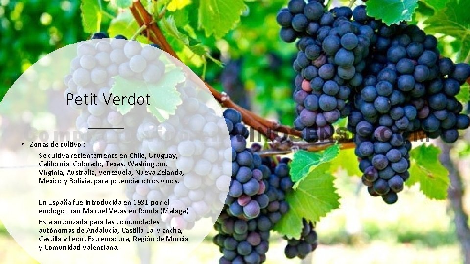 Petit Verdot • Zonas de cultivo : Se cultiva recientemente en Chile, Uruguay, California,