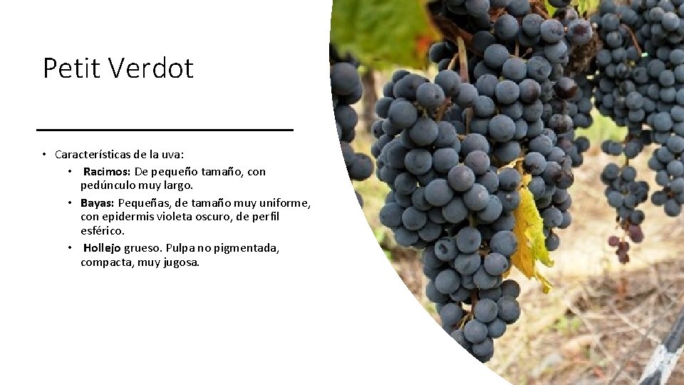 Petit Verdot • Características de la uva: • Racimos: De pequeño tamaño, con pedúnculo