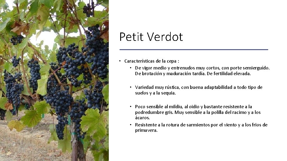 Petit Verdot • Características de la cepa : • De vigor medio y entrenudos