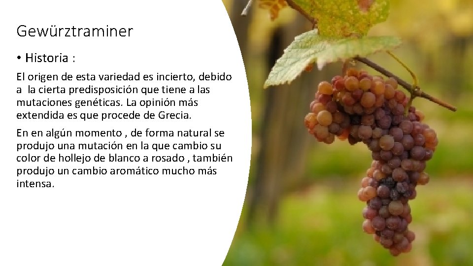 Gewürztraminer • Historia : El origen de esta variedad es incierto, debido a la