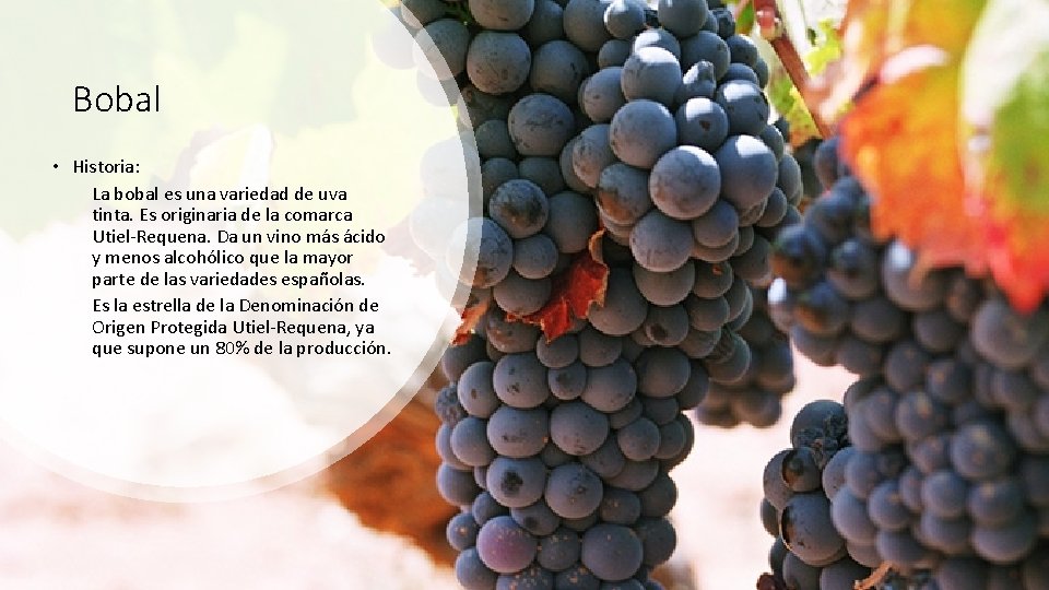 Bobal • Historia: La bobal es una variedad de uva tinta. Es originaria de