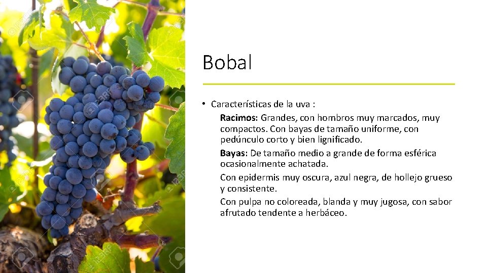 Bobal • Características de la uva : Racimos: Grandes, con hombros muy marcados, muy