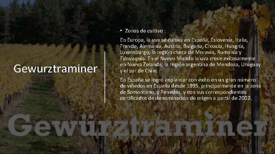  • Zonas de cultivo : Gewurztraminer En Europa, la uva se cultiva en