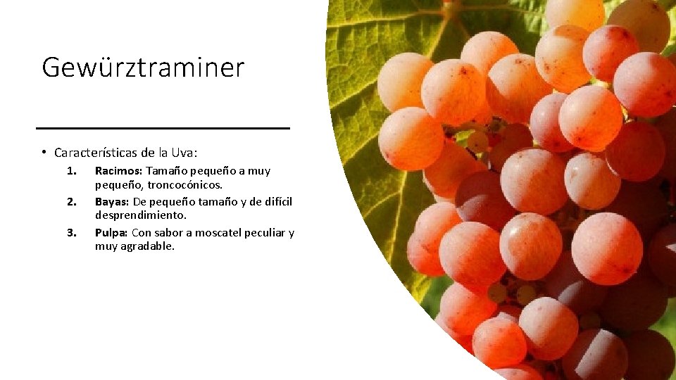 Gewürztraminer • Características de la Uva: 1. 2. 3. Racimos: Tamaño pequeño a muy