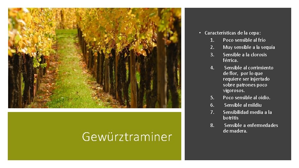 Gewürztraminer • Características de la cepa: 1. Poco sensible al frío 2. Muy sensible