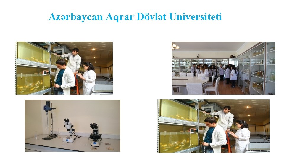 Azərbaycan Dövlət Aqrar Universiteti Azərbaycan Aqrar Dövlət Universiteti 