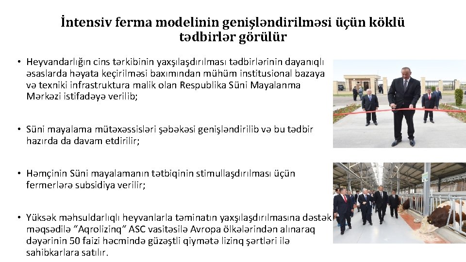 İntensiv ferma modelinin genişləndirilməsi üçün köklü tədbirlər görülür • Heyvandarlığın cins tərkibinin yaxşılaşdırılması tədbirlərinin