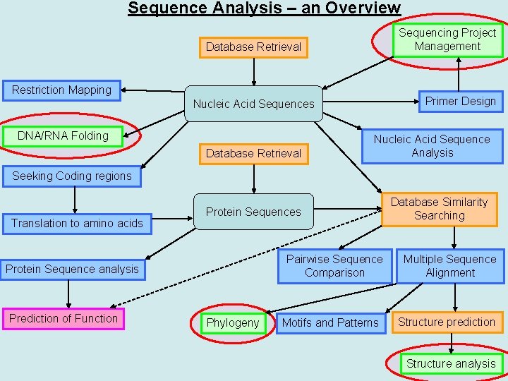 Sequence Analysis – an Overview Sequencing Project Management Database Retrieval Restriction Mapping Primer Design
