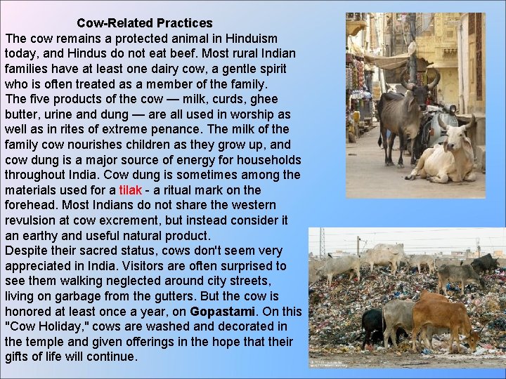 Cow-Related Practices The cow remains a protected animal in Hinduism today, and Hindus do