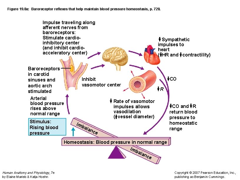 Figure 19. 8 a: Baroreceptor reflexes that help maintain blood pressure homeostasis, p. 728.