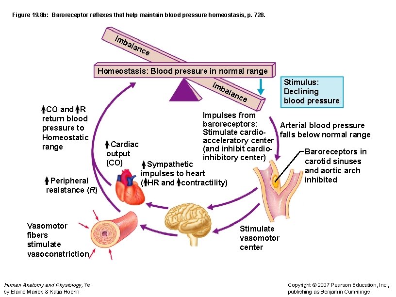Figure 19. 8 b: Baroreceptor reflexes that help maintain blood pressure homeostasis, p. 728.