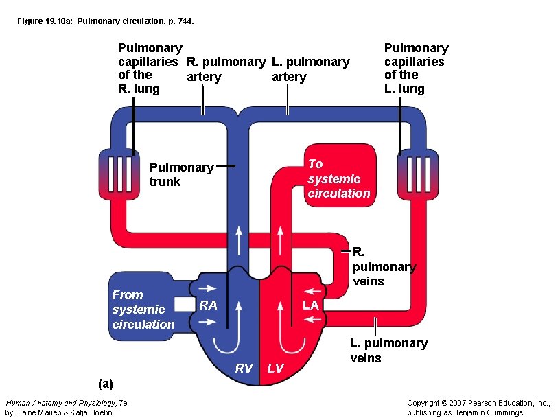 Figure 19. 18 a: Pulmonary circulation, p. 744. Pulmonary capillaries R. pulmonary L. pulmonary
