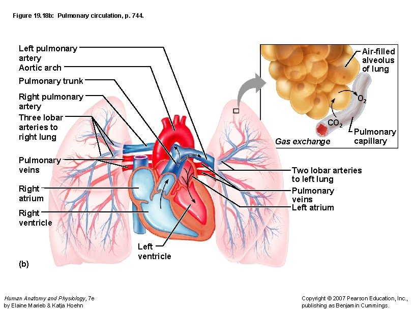 Figure 19. 18 b: Pulmonary circulation, p. 744. Left pulmonary artery Aortic arch Air-filled