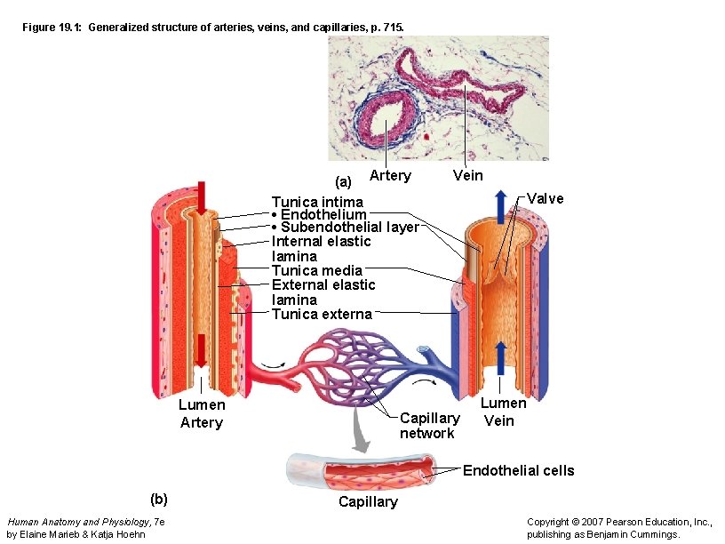 Figure 19. 1: Generalized structure of arteries, veins, and capillaries, p. 715. (a) Artery