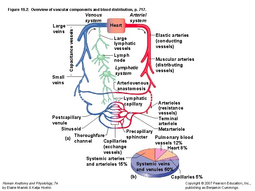 Figure 19. 2: Overview of vascular components and blood distribution, p. 717. Large veins