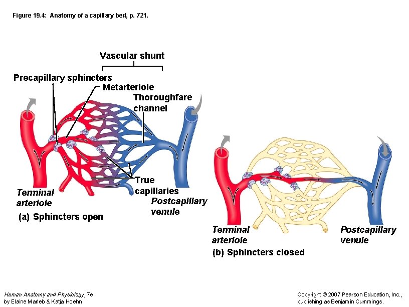 Figure 19. 4: Anatomy of a capillary bed, p. 721. Vascular shunt Precapillary sphincters