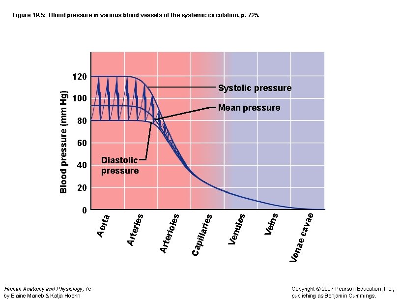 Figure 19. 5: Blood pressure in various blood vessels of the systemic circulation, p.