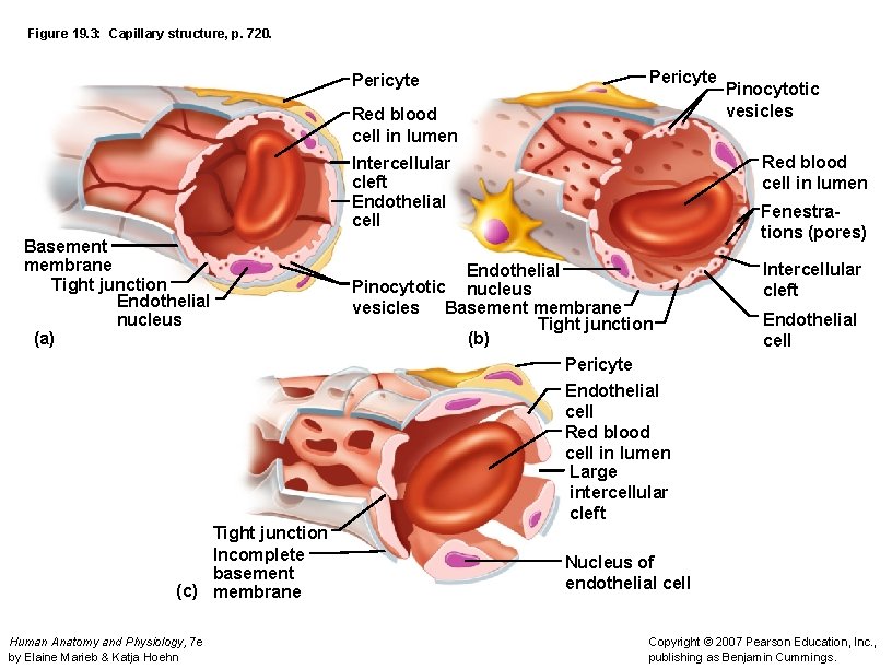 Figure 19. 3: Capillary structure, p. 720. Pericyte Red blood cell in lumen Intercellular