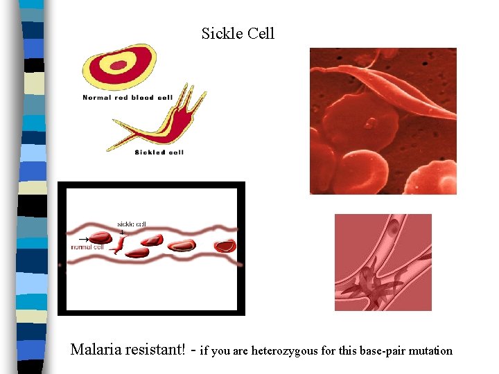 Sickle Cell Malaria resistant! - if you are heterozygous for this base-pair mutation 