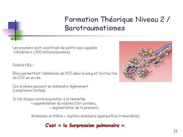 Formation Théorique Niveau 2 / Barotraumatismes Les poumons sont constitués de petits sacs appelés