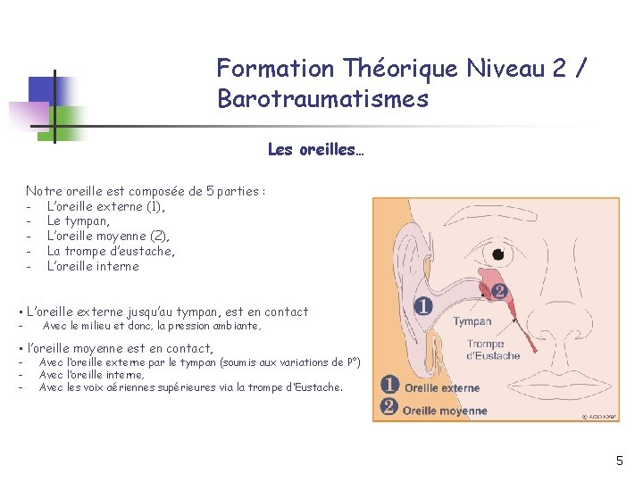 Formation Théorique Niveau 2 / Barotraumatismes Les oreilles… Notre oreille est composée de 5