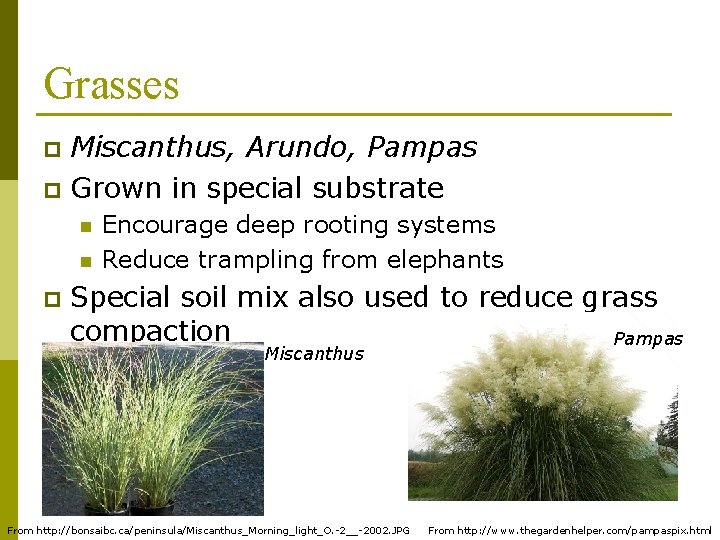 Grasses Miscanthus, Arundo, Pampas p Grown in special substrate p n n p Encourage