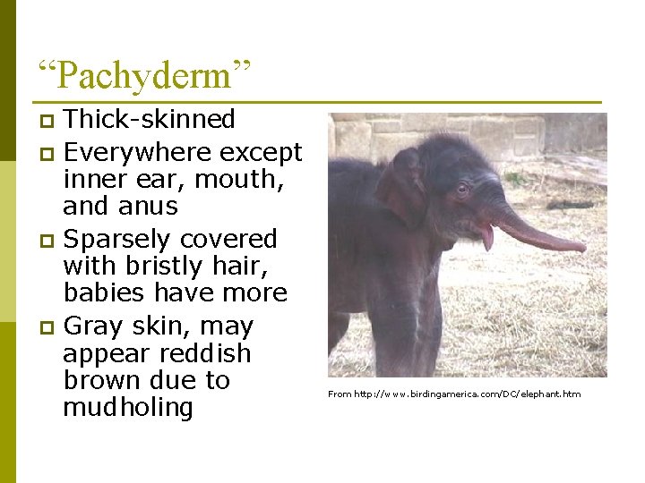 “Pachyderm” Thick-skinned p Everywhere except inner ear, mouth, and anus p Sparsely covered with